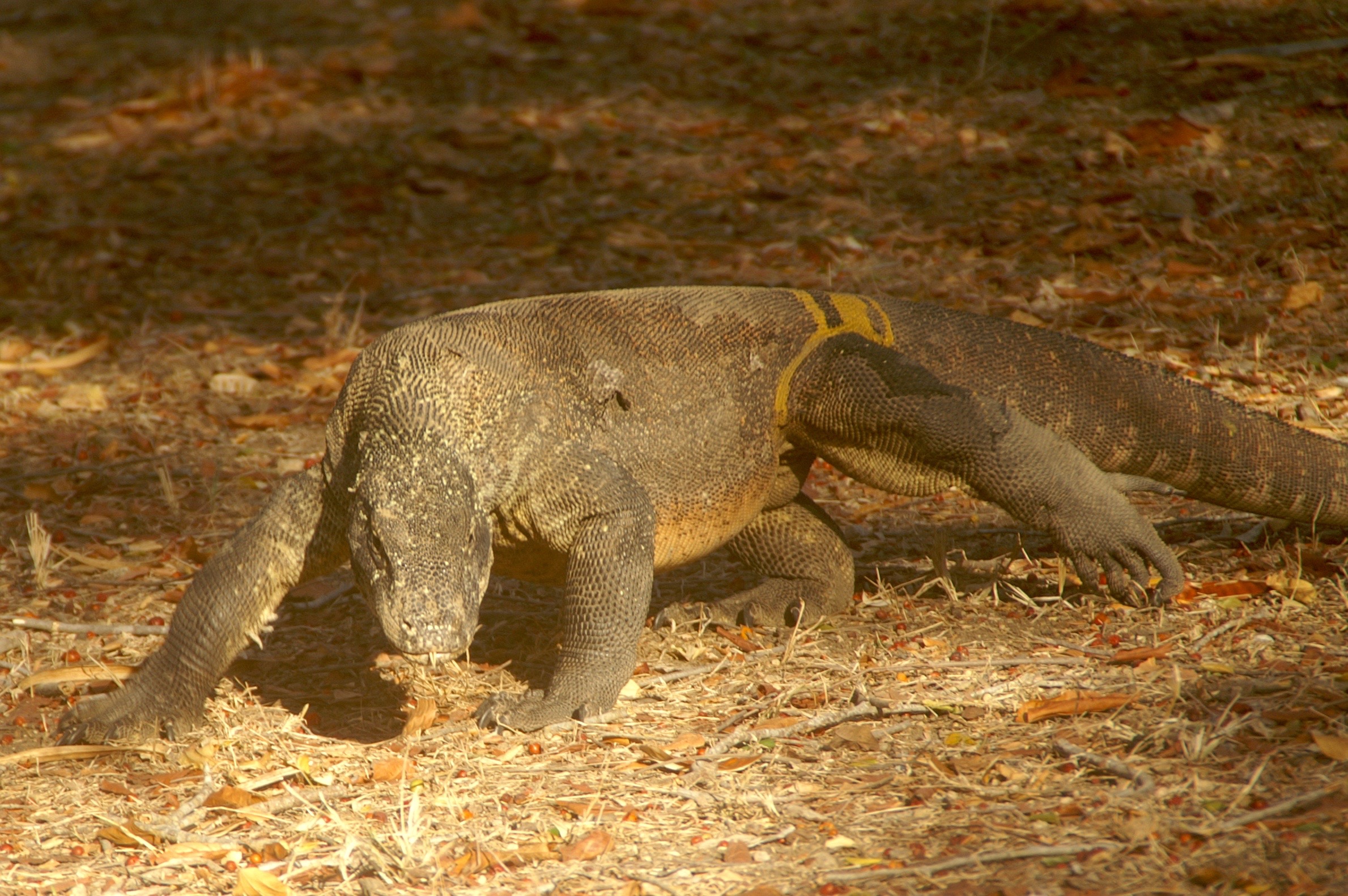 Komodo (augustus)