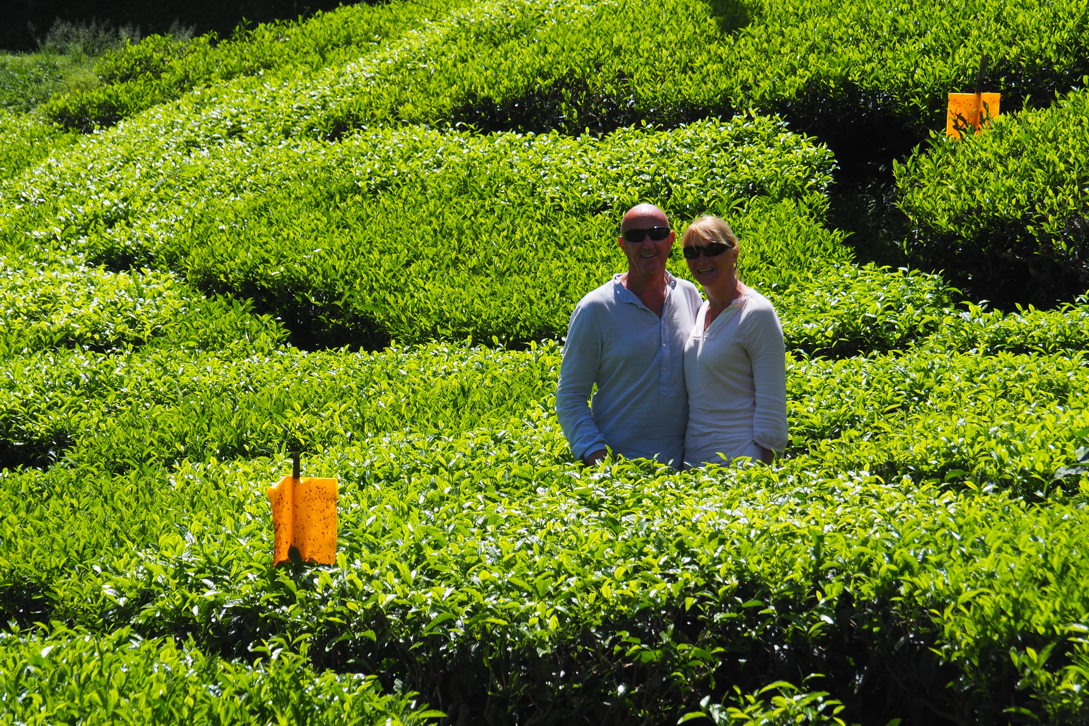 Cameron Highlands