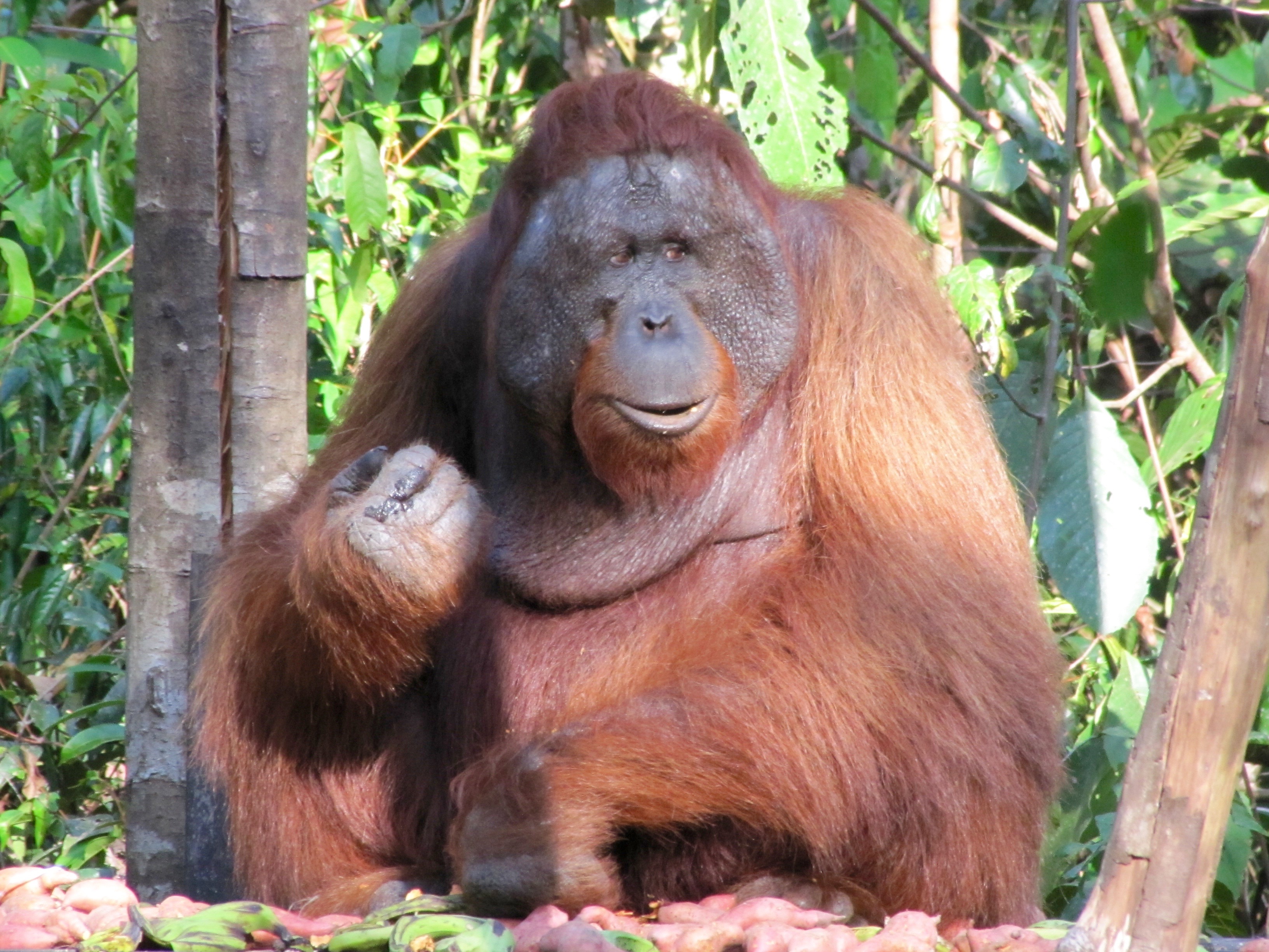 Kalimantan (september)