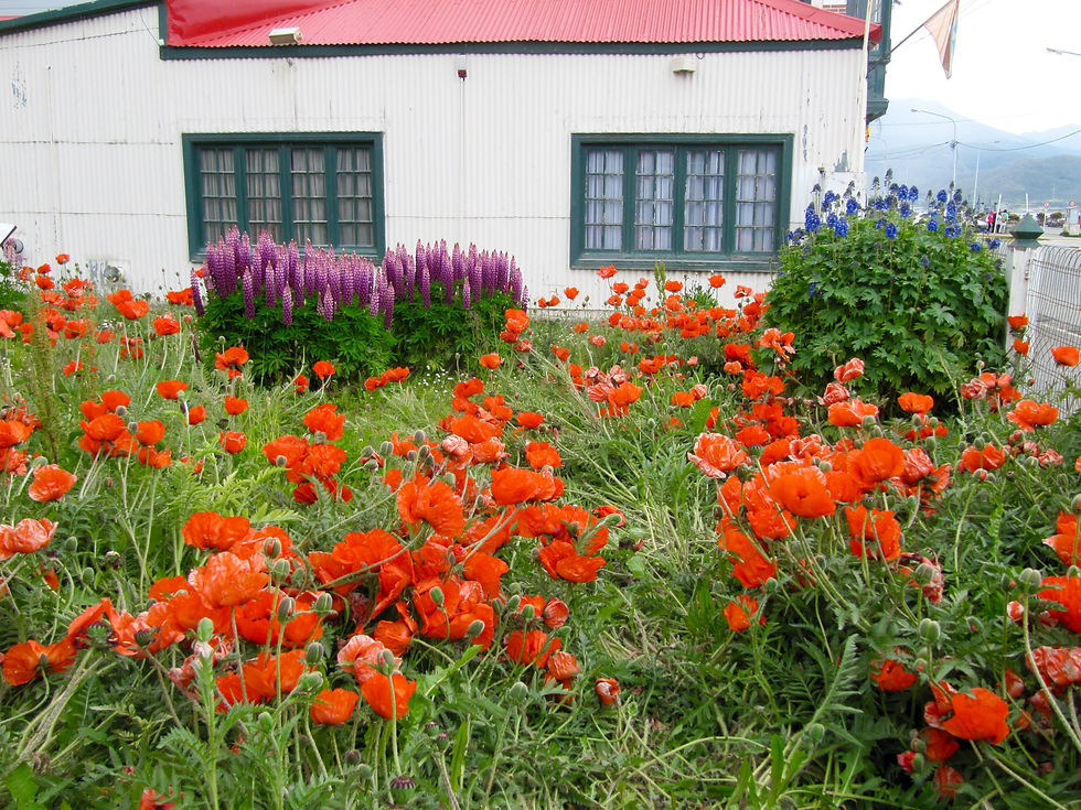 Lupines en Papavers!