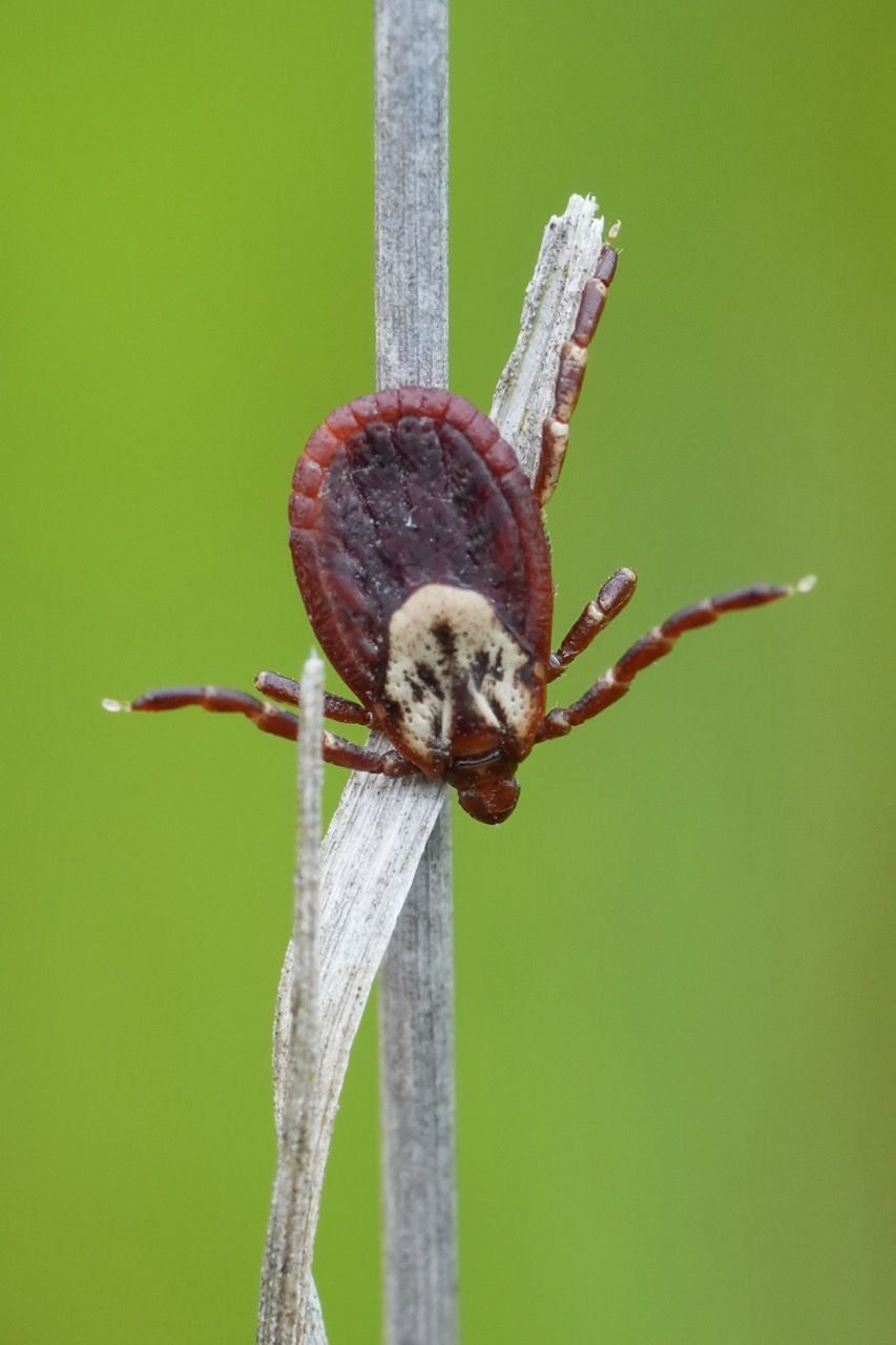 Close-up of a Rocky Mountain wood tick on green grass