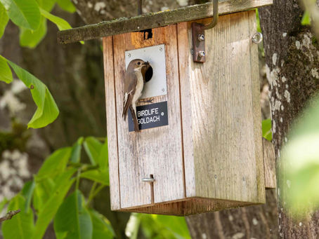 Rückblick 5. Grundkurs BirdLife Goldach