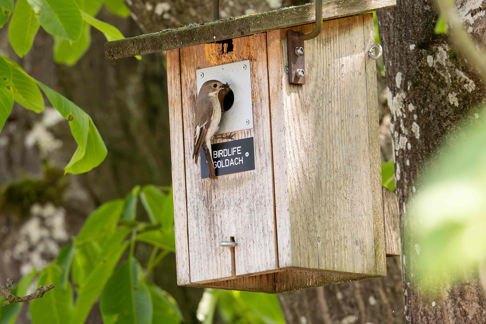 Rückblick 5. Grundkurs BirdLife Goldach