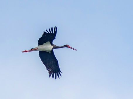 Exkursion Herbstzug St. Anton - 15. September 2024