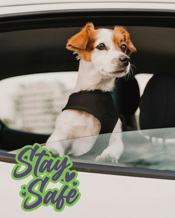 Safe Holiday Travel With Pets: How to Prepare for a Smooth, Stress-Free Trip