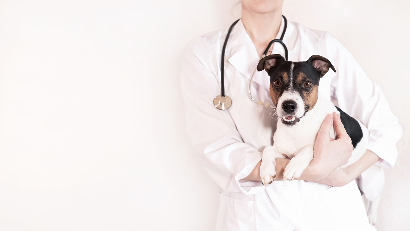dog breed Jack Russell Terrier in the arms of a veterinarian on a white background. A smal