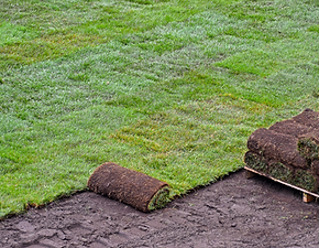Sod Installation