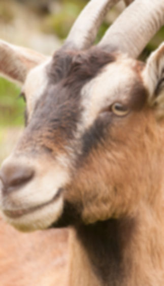 goat.jpg