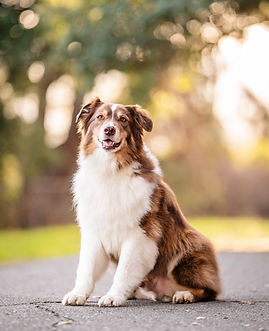 Dog trained through Rockem's Day Train program