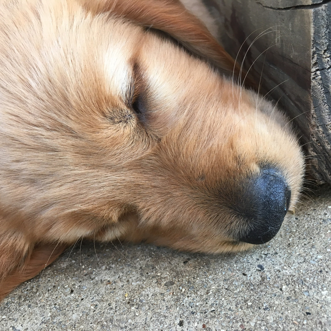 Responsible Breeder Akc Golden Retriever Bennett Goldens San Diego
