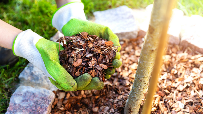 Garden Maintenance