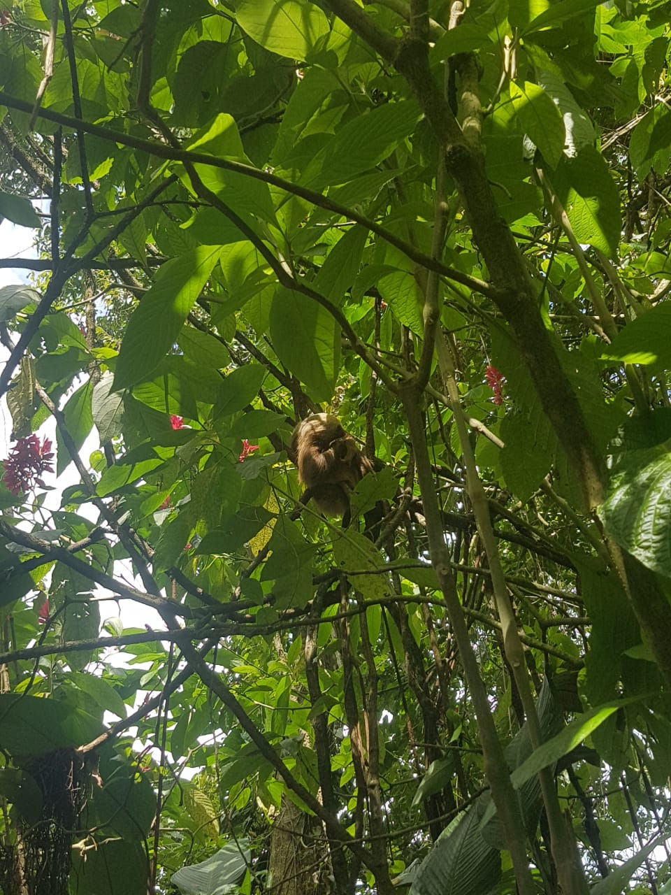 Wildlife