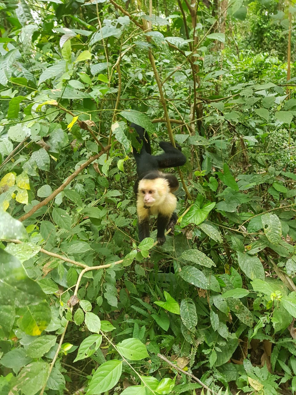 Wildlife