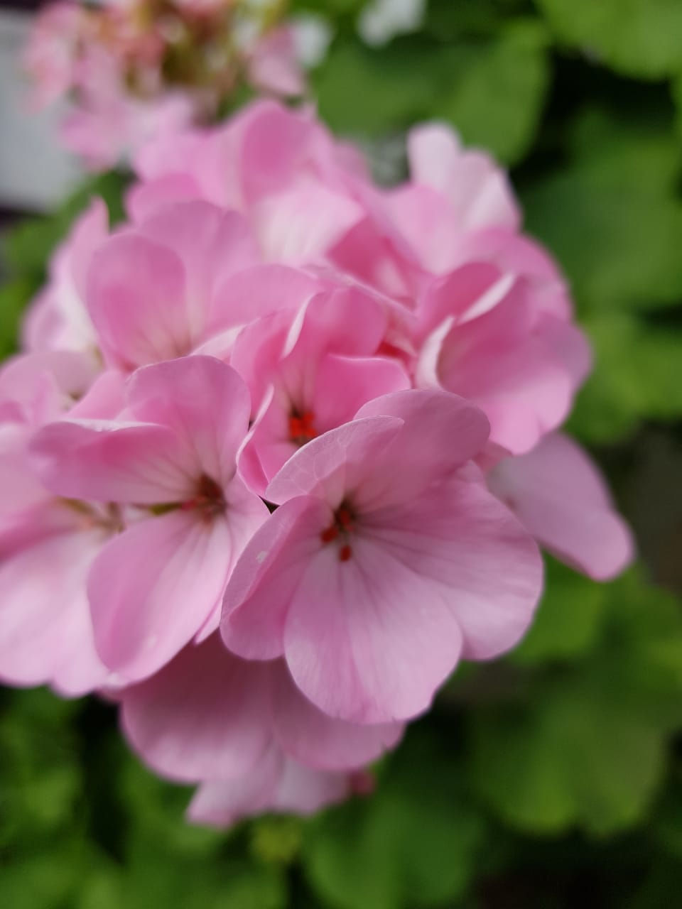 Beautiful Flowers