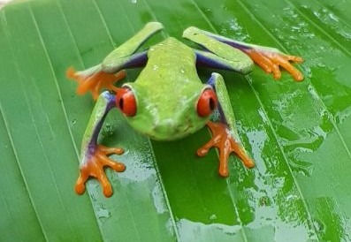 Wildlife