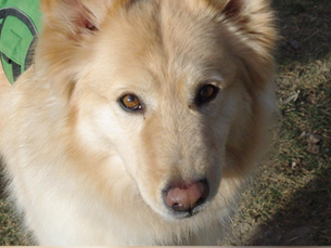 Female German Shepard Chow mix adoptable dog.