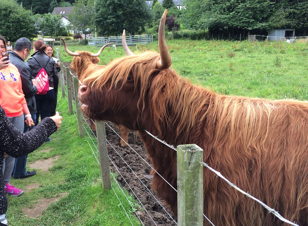Highland Scottish cattle looking upon their future diners. Photo Credit Diane Dragonetti
