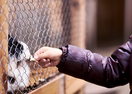 Caring for a rabbit