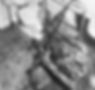 curiosity crime and cocktail time, spontaneous human combustion, doctor john irving bentley