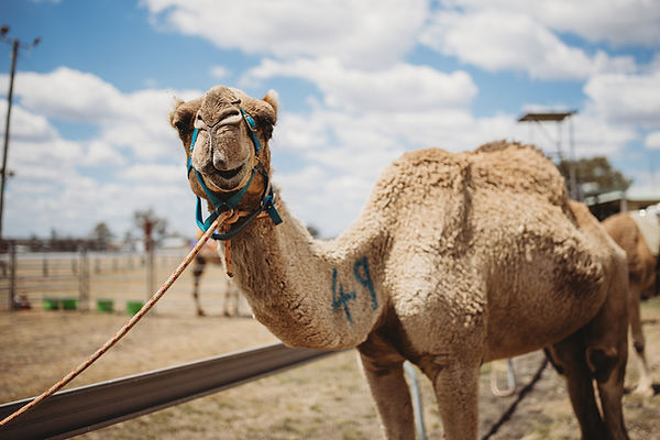 Camels (2 of 57).jpg