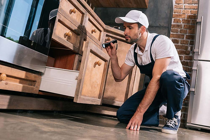 pest-control-rats-and-mice.jpg