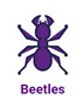 Beetle.jpg