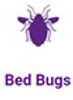 Bedbugs.jpg