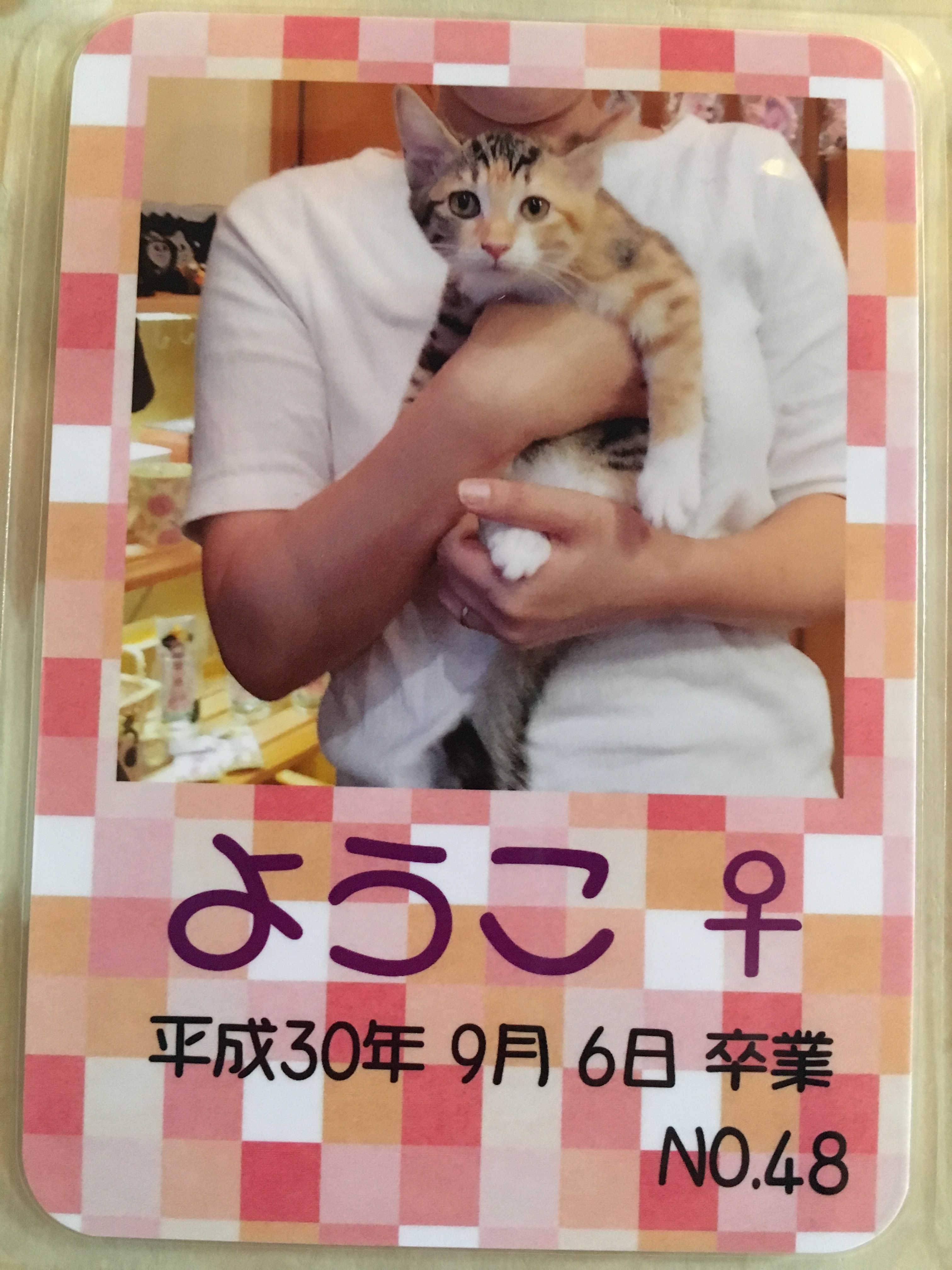ようこ