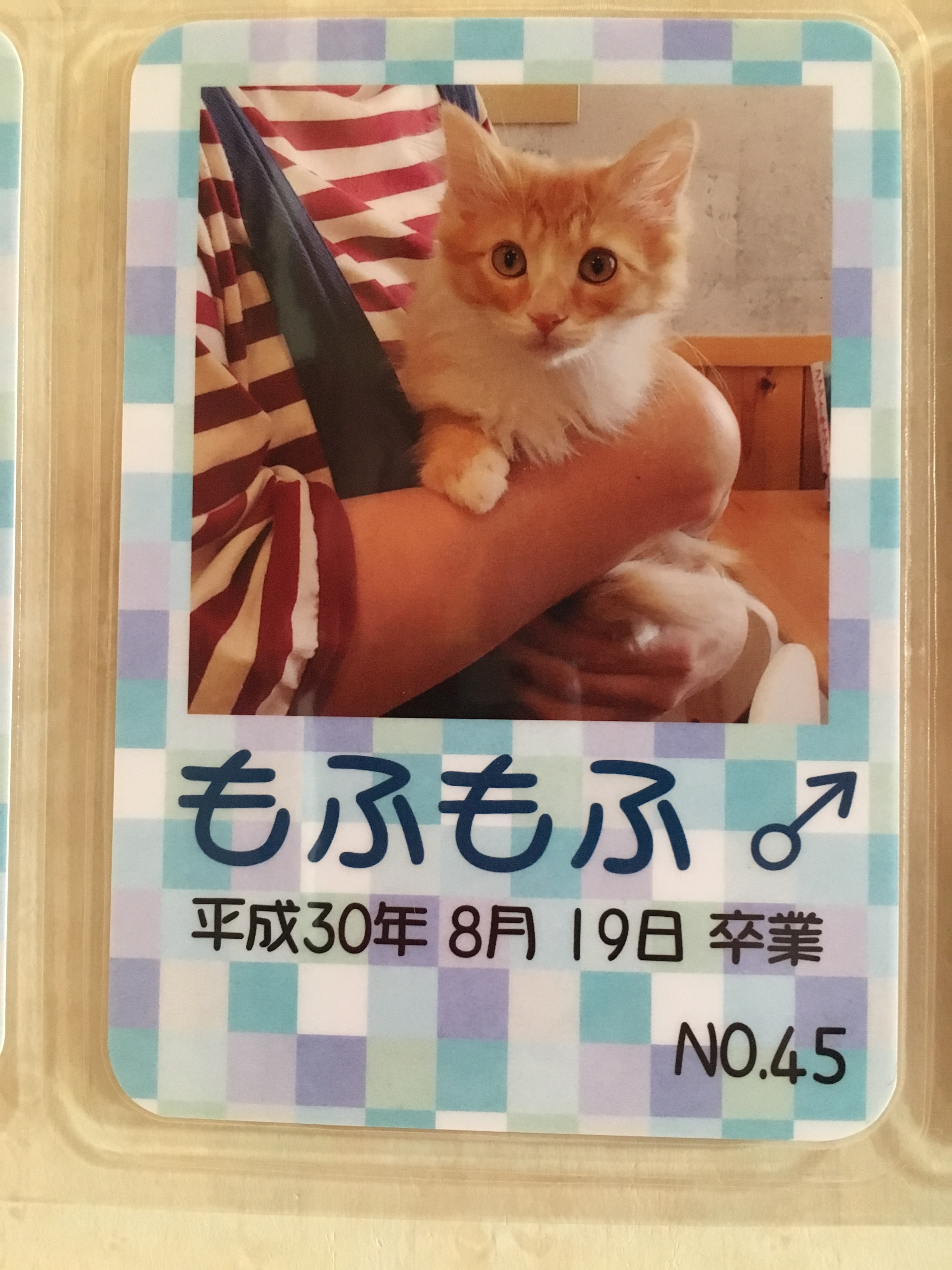 もふもふ