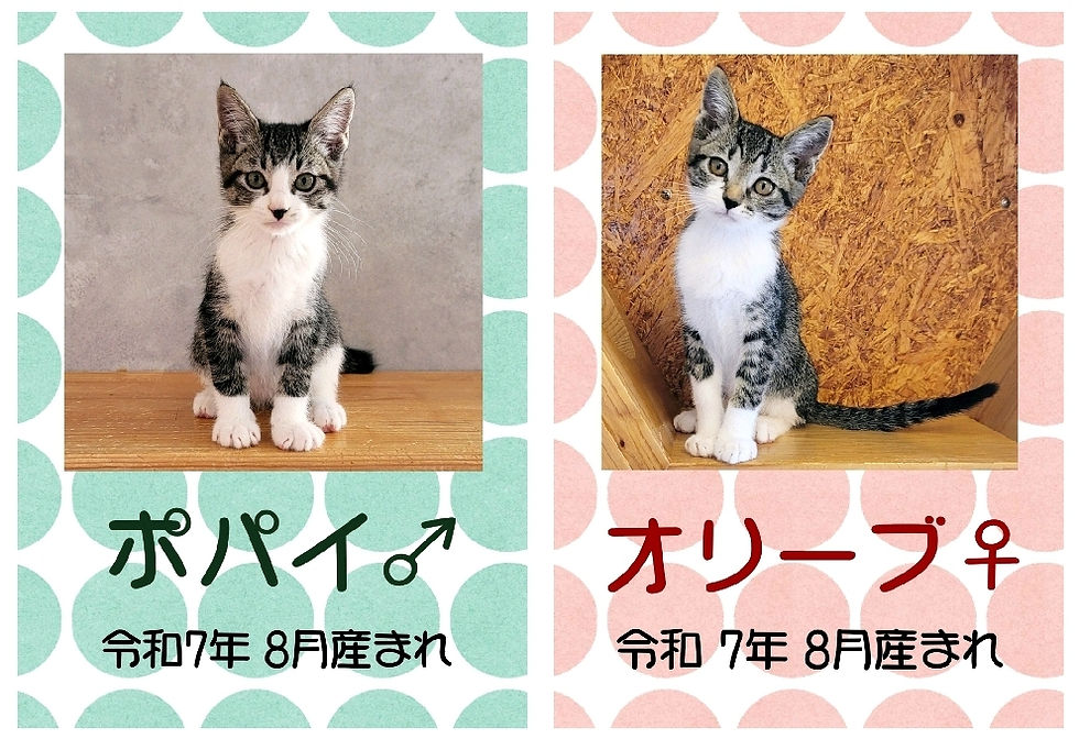 ポパイシリーズ 募集開始です