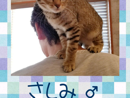 さしみ　卒業です