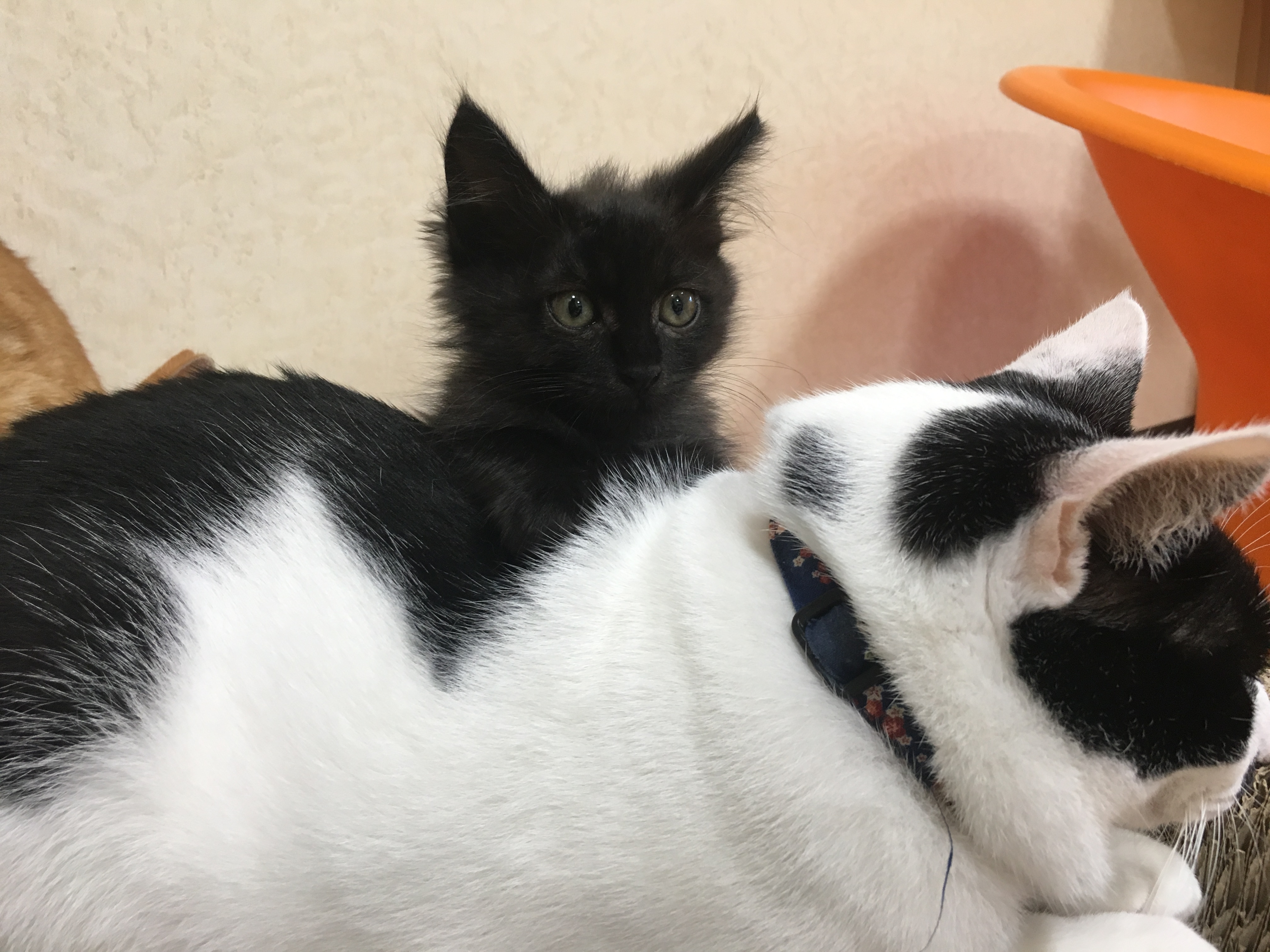 わいん