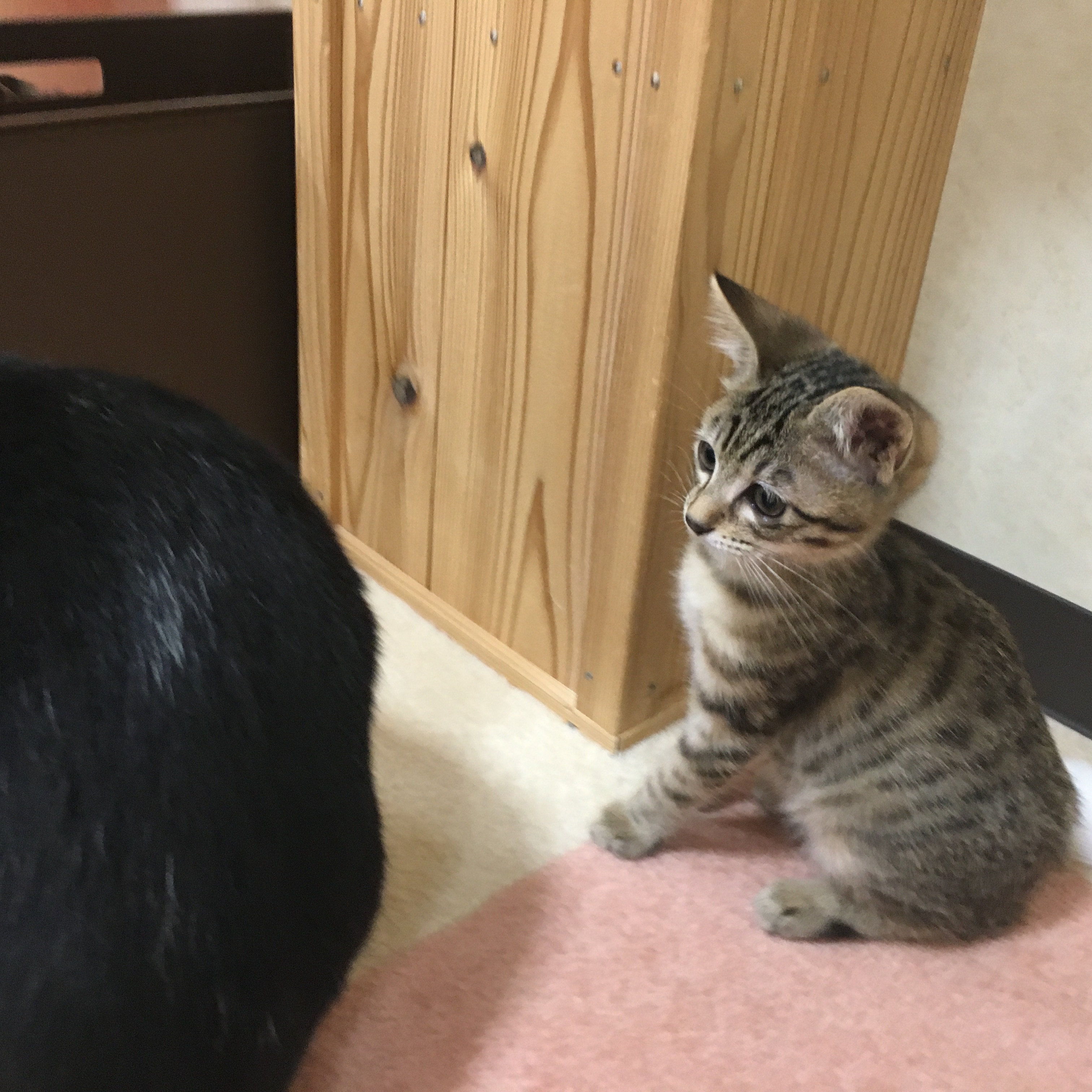 せろり
