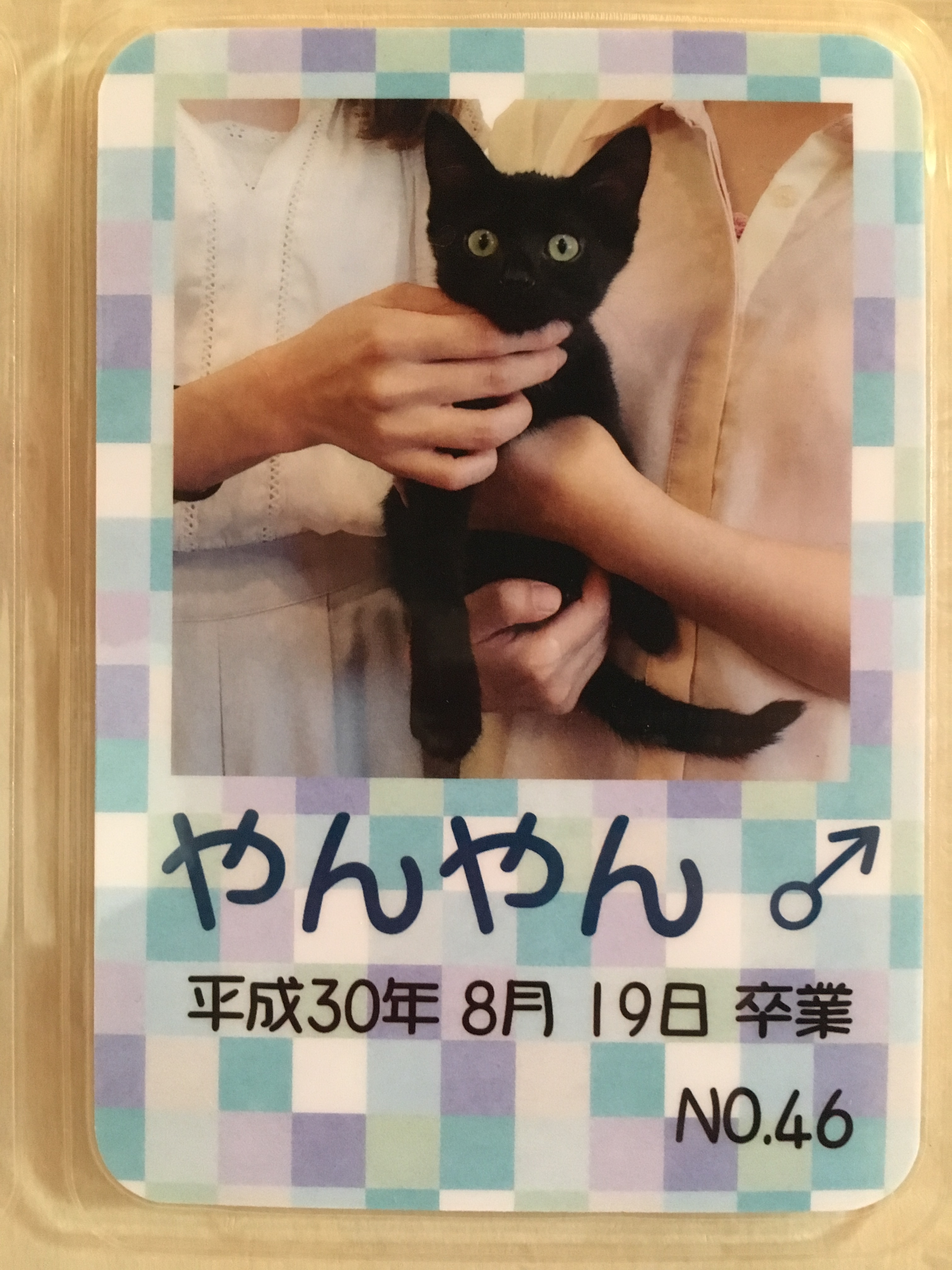 やんやん
