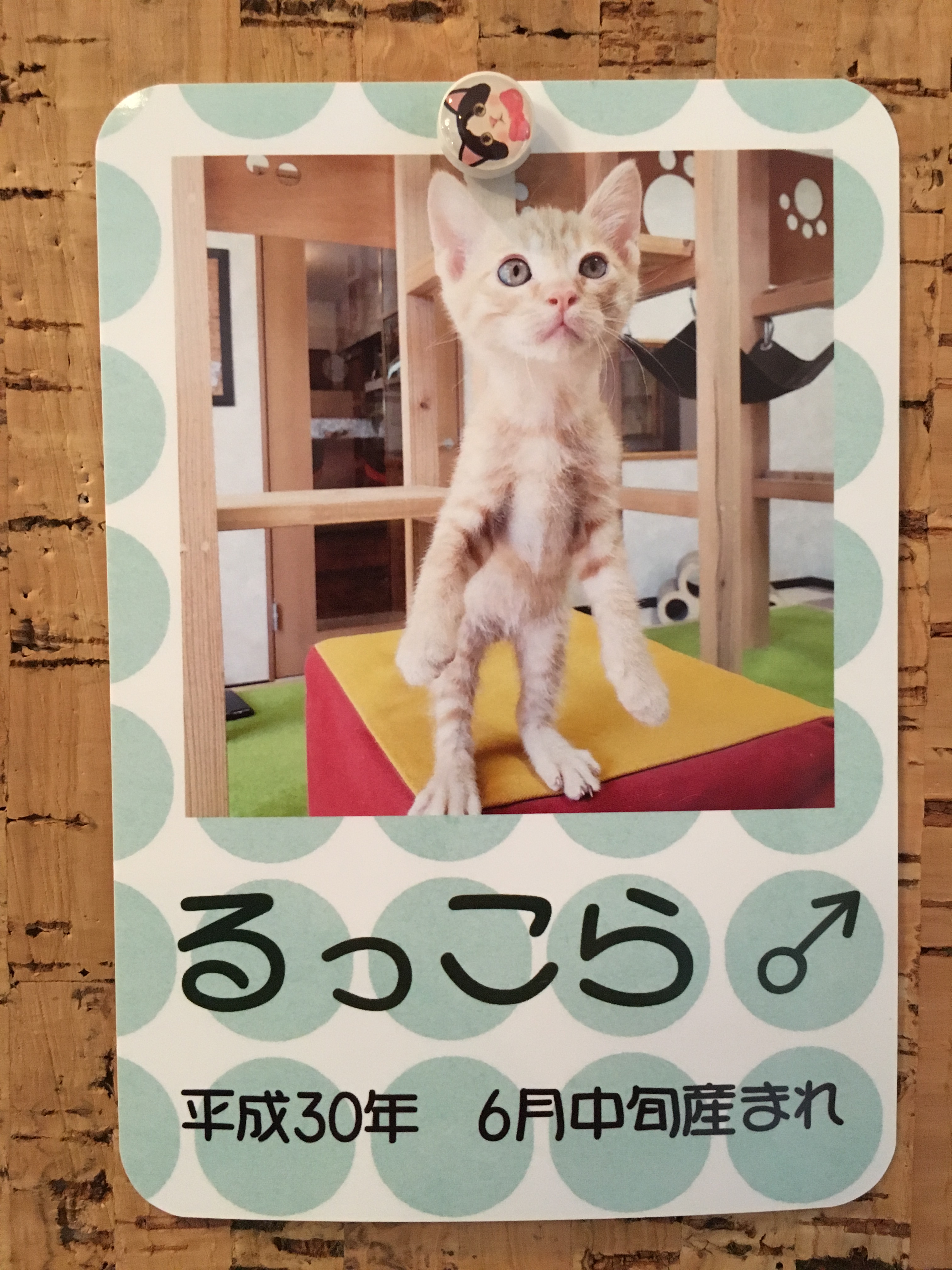 るっこら