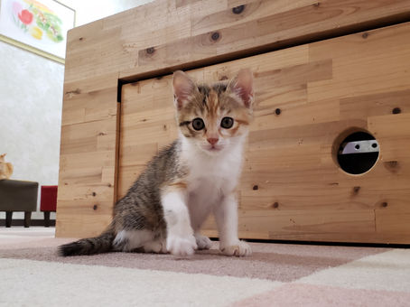 かまちょな子猫ちゃん🐈