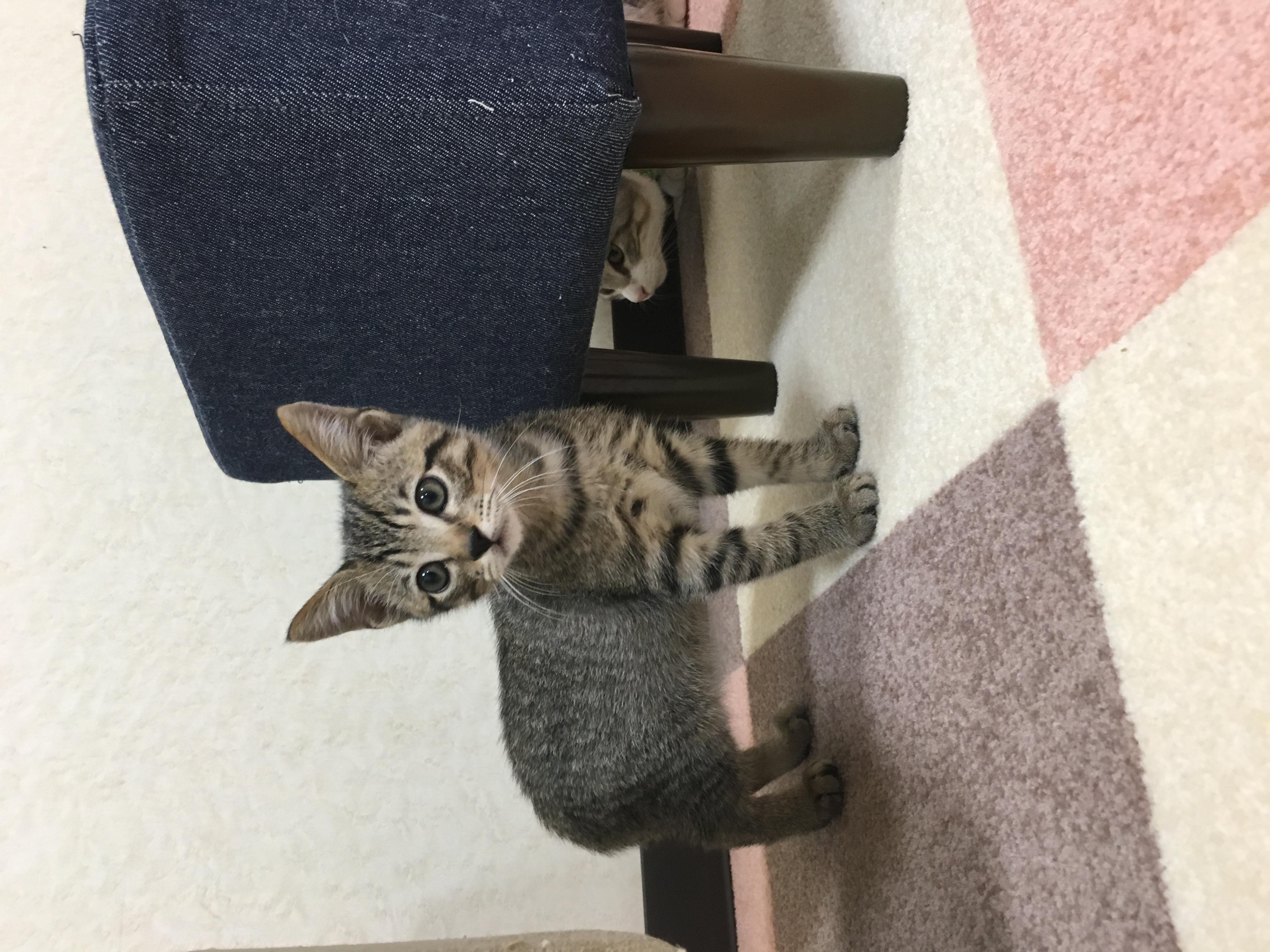 よんた