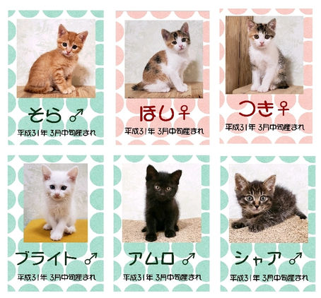 里親さん『大募集』始まります🐈