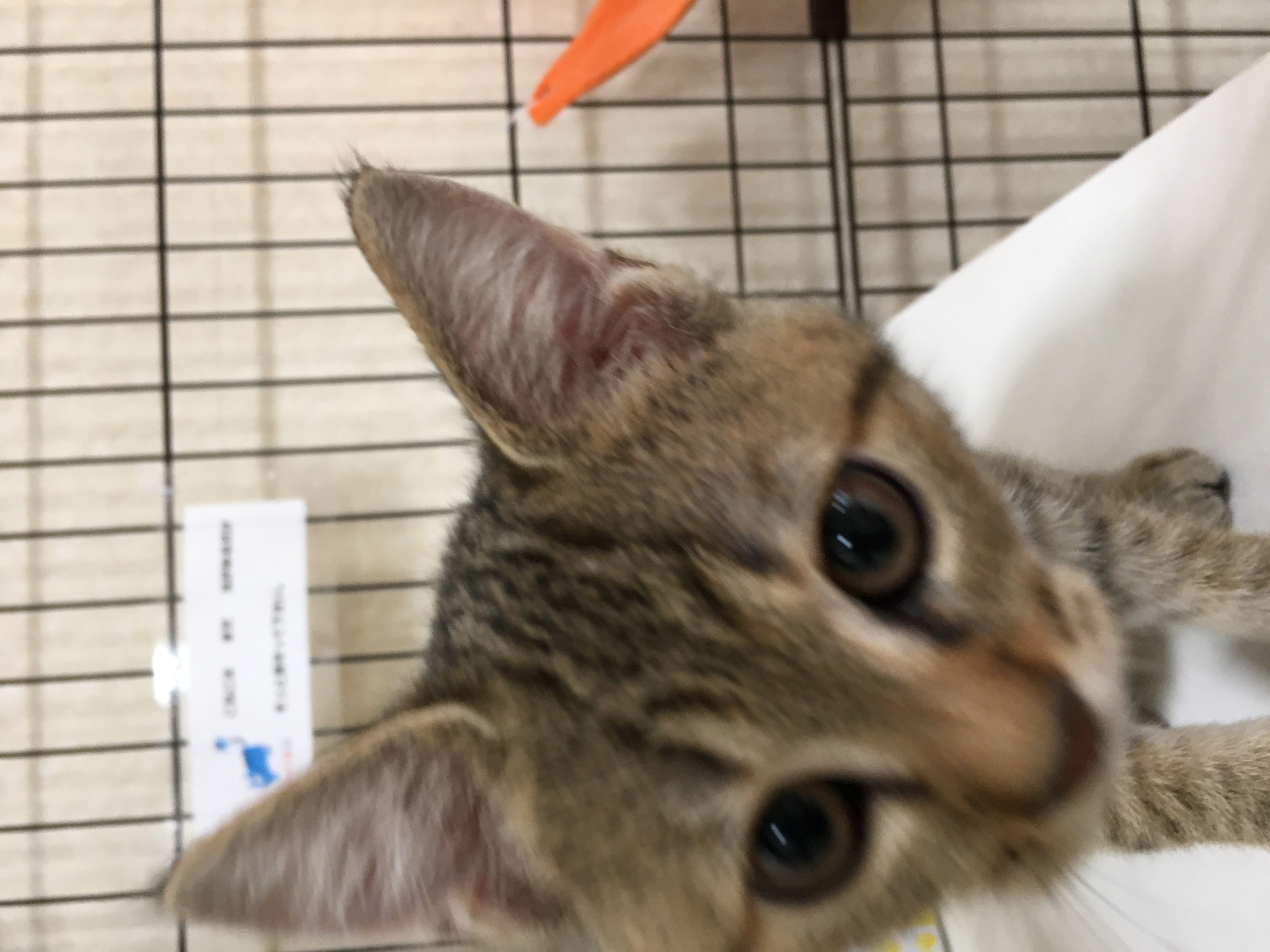 さしみ