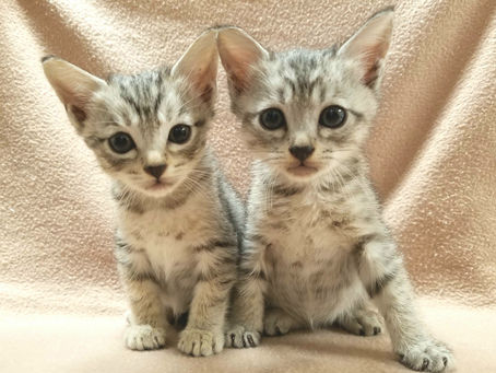 子猫ちゃん
