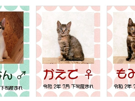 募集開始です😺