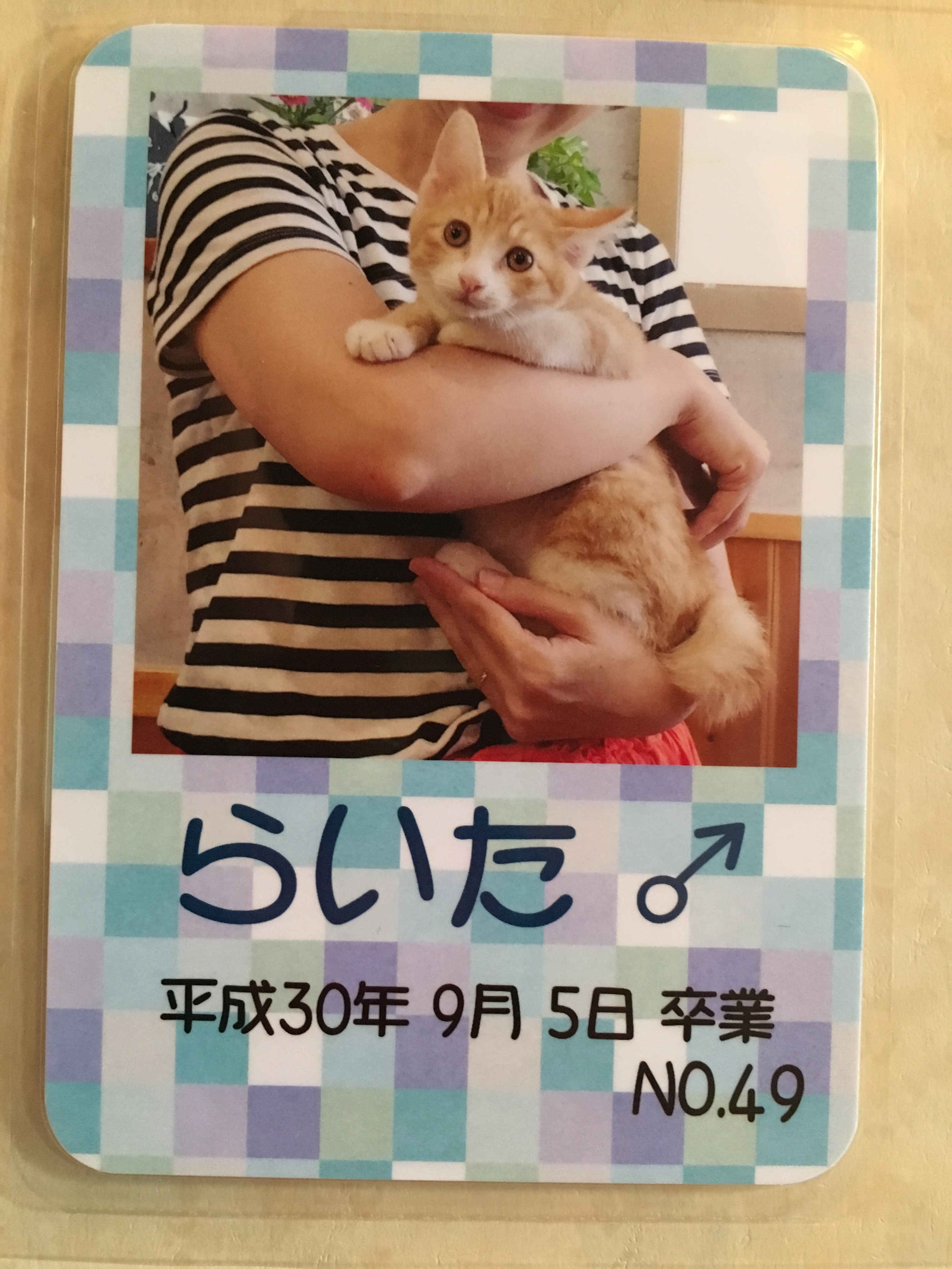 らいた
