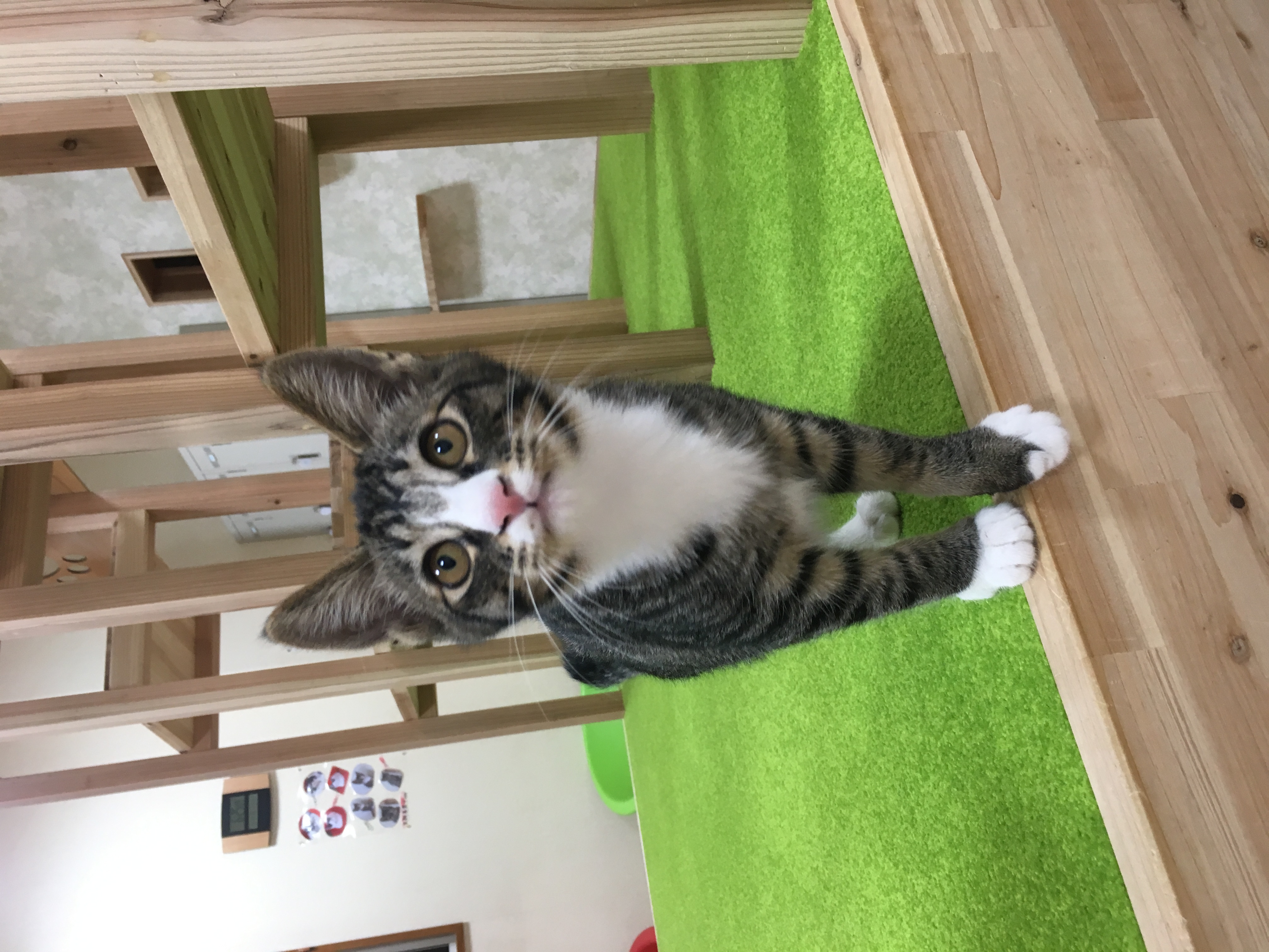 さんた