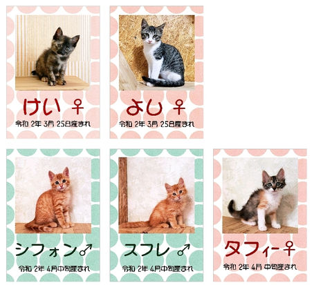 里親さん募集追加!