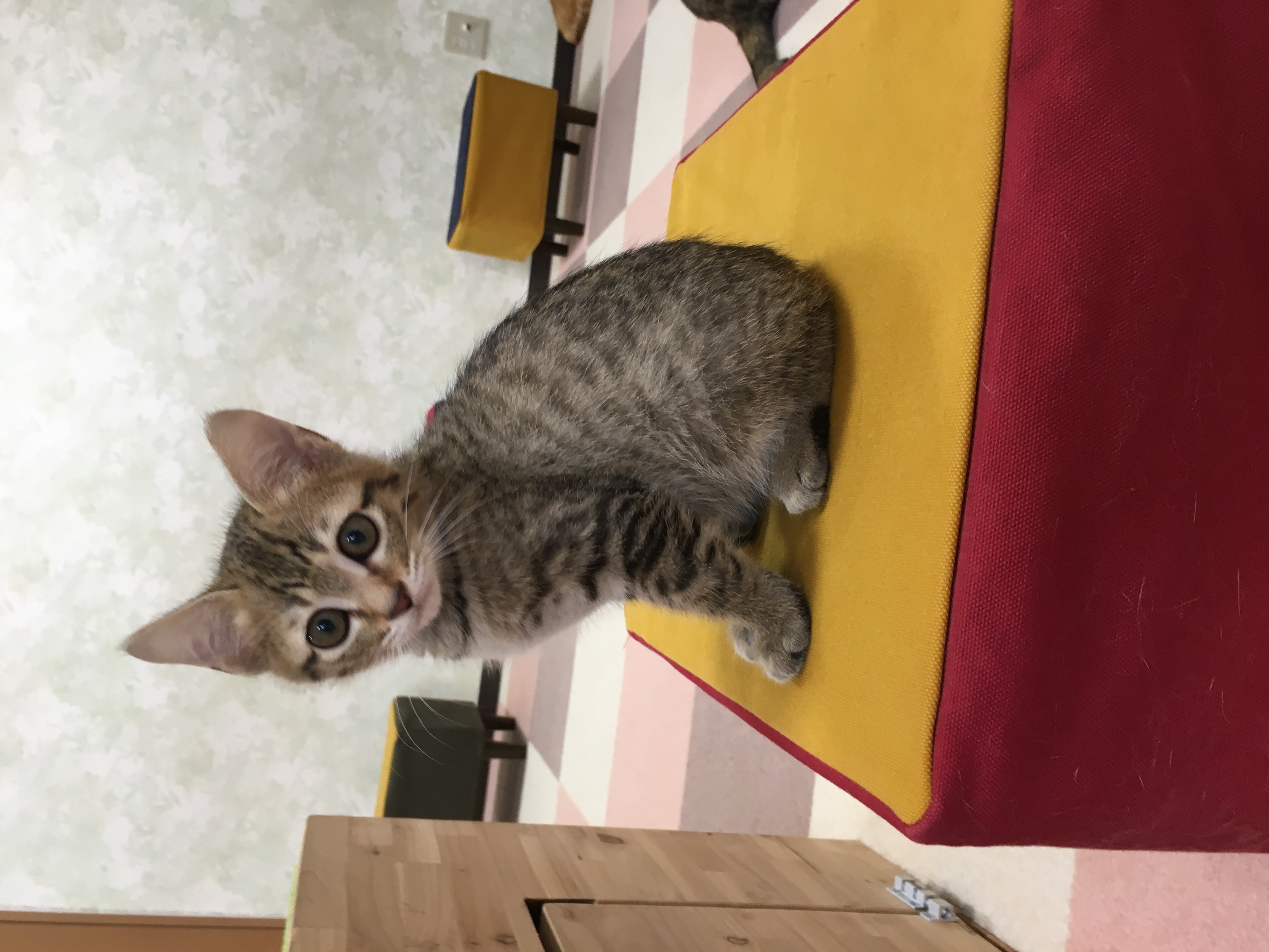 けろ