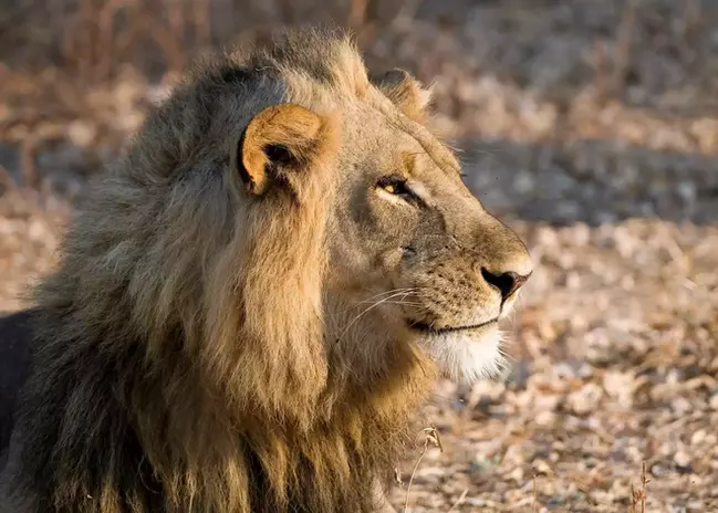 392075-lion-south-luangwa-national-park.webp