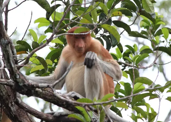 416717-proboscis-monkey-tanjung-puting.webp