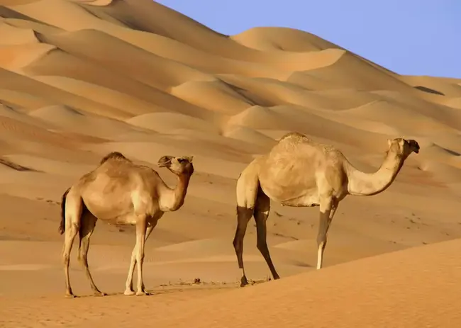 351891-camels-the-wahiba-sands.webp