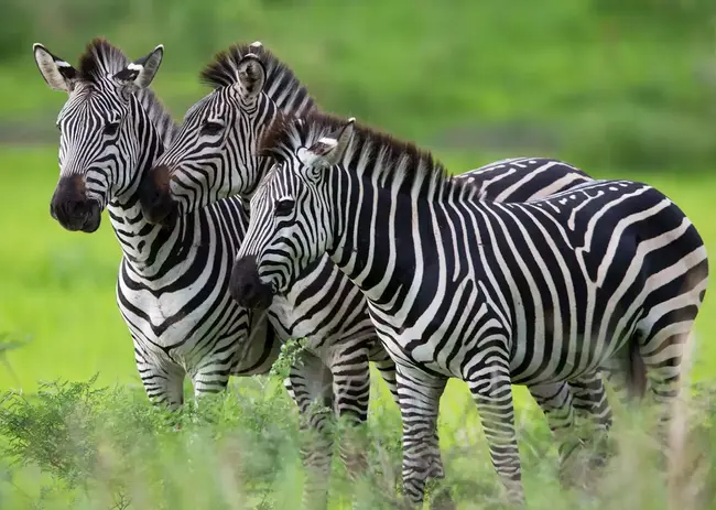 523915-zebra-trio-tanzania.webp