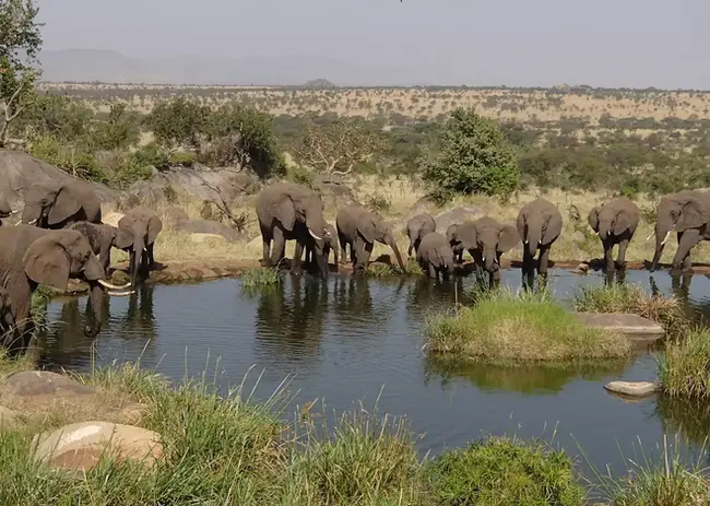 518874-elephants-drinking-serengeti.webp